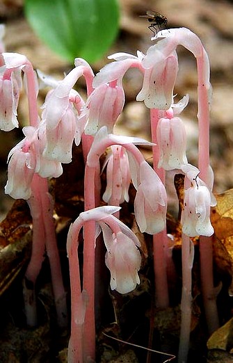 “Pink indian pipes” by Magellan nh (Creative Commons)